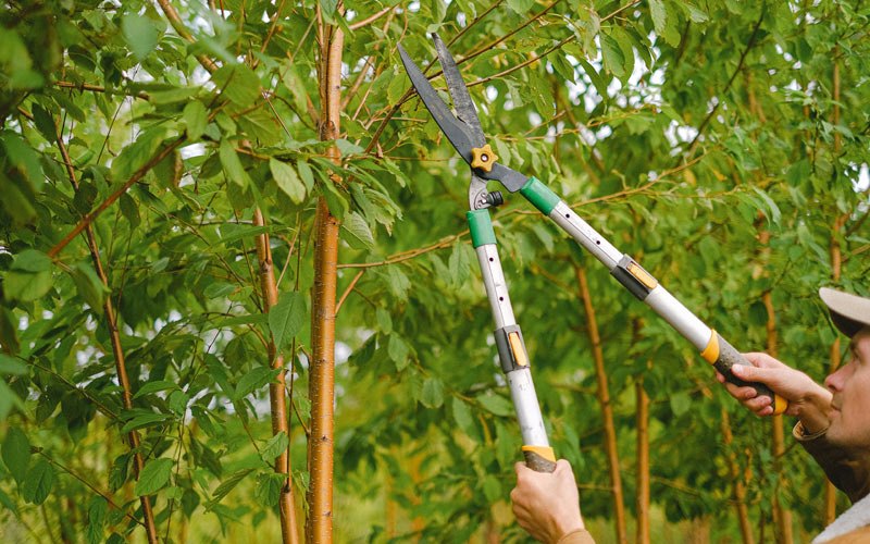 Tree trimming in Birdseye, IN